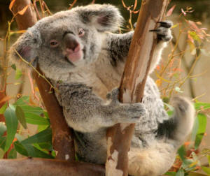 San Diego Zoo Photography by Bill Bell