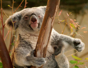 San Diego Zoo Photography by Bill Bell