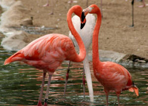 San Diego Zoo Photography by Bill Bell