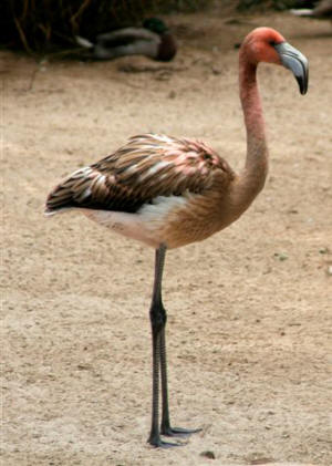 San Diego Zoo Photography by Bill Bell