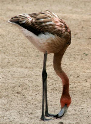 San Diego Zoo Photography by Bill Bell