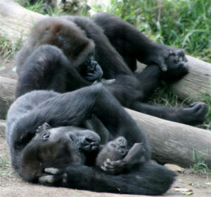 San Diego Zoo Photography by Bill Bell
