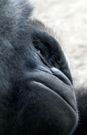 San Diego Zoo Photography by Bill Bell