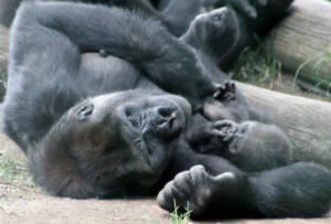 San Diego Zoo Photography by Bill Bell