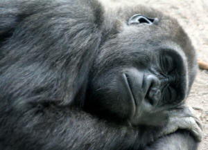 San Diego Zoo Photography by Bill Bell