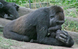 San Diego Zoo Photography by Bill Bell