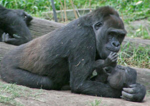 San Diego Zoo Photography by Bill Bell