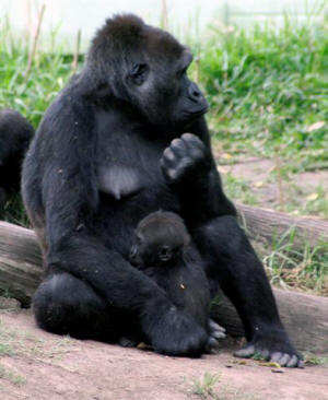 San Diego Zoo Photography by Bill Bell