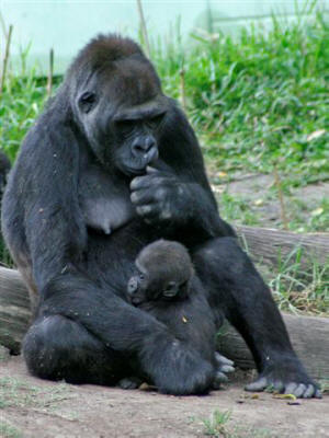 San Diego Zoo Photography by Bill Bell