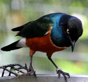 San Diego Zoo Photography by Bill Bell