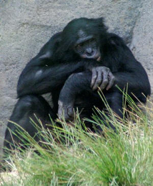 San Diego Zoo Photography by Bill Bell