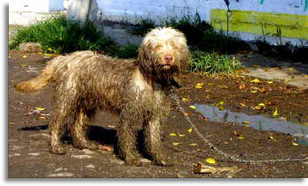 Patzcuaro Photograph by Bill Bell
