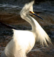 Birds ner Lake Catemaco