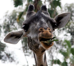San Diego Zoo Photography by Bill Bell