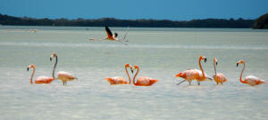 Celestun Biospere Yucatan Mexico - Flamingoes and other Birds Photography by Bill Bell