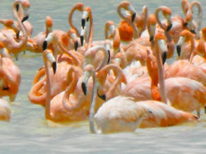 Celestun Biospere Yucatan Mexico - Flamingoes and other Birds Photography by Bill Bell