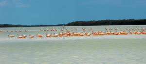Celestun Biospere Yucatan Mexico - Flamingoes and other Birds Photography by Bill Bell