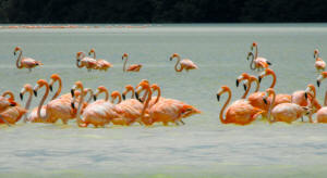 Celestun Biospere Yucatan Mexico - Flamingoes and other Birds Photography by Bill Bell