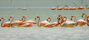 Celestun Biospere Yucatan Mexico - Flamingoes and other Birds Photography by Bill Bell