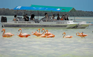 Celestun Biospere Yucatan Mexico - Flamingoes and other Birds Photography by Bill Bell