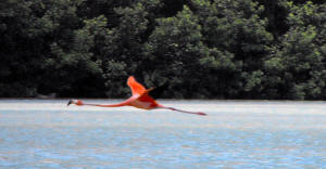 Celestun Biospere Yucatan Mexico - Flamingoes and other Birds Photography by Bill Bell