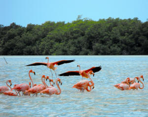 Celestun Biospere Yucatan Mexico - Flamingoes and other Birds Photography by Bill Bell