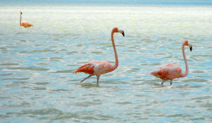 Celestun Biospere Yucatan Mexico - Flamingoes and other Birds Photography by Bill Bell