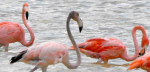 Celestun Biospere Yucatan Mexico - Flamingoes and other Birds Photography by Bill Bell
