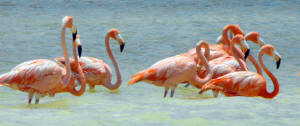 Celestun Biospere Yucatan Mexico - Flamingoes and other Birds Photography by Bill Bell
