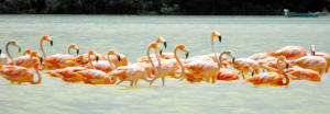 Celestun Biospere Yucatan Mexico - Flamingoes and other Birds Photography by Bill Bell
