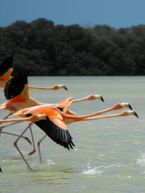 Celestun Biospere Yucatan Mexico - Flamingoes and other Birds Photography by Bill Bell