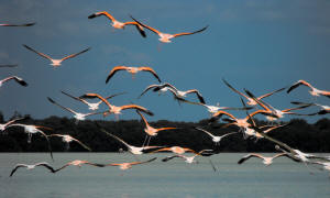Celestun Biospere Yucatan Mexico - Flamingoes and other Birds Photography by Bill Bell