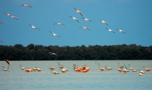 Celestun Biospere Yucatan Mexico - Flamingoes and other Birds Photography by Bill Bell