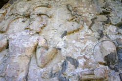 Palenque Chiapas Mexico Mayan Ruins Photograph by Bill Bell