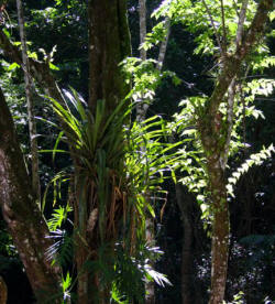 Palenque Chiapas Mexico Photography by Bill and Dorothy Bell
