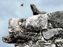 Tulum Quintana Roo Mexico Mayan Ruins