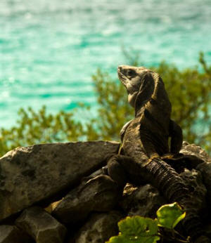 Tulum Quintana Roo Mexico Mayan Ruins Photography by Bill Bell