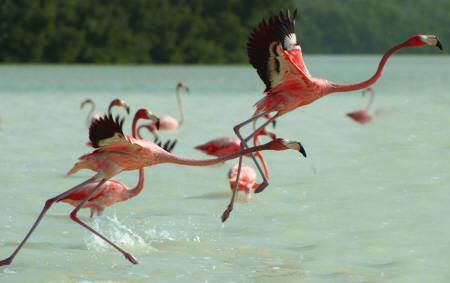 Celestun Biospere Yucatan Mexico - Flamingoes and other Birds Photography by Bill Bell