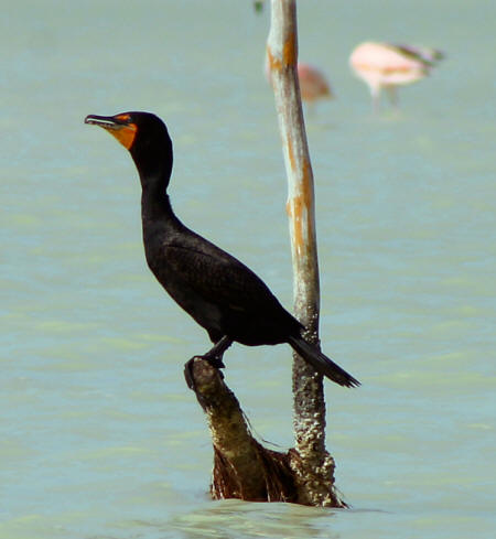 Celestun Biospere Yucatan Mexico - Flamingoes and other Birds Photography by Bill Bell