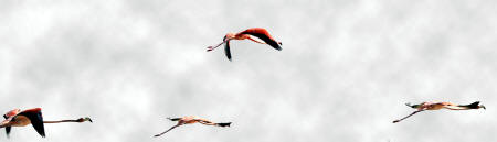 Celestun Biospere Yucatan Mexico - Flamingoes and other Birds Photography by Bill Bell
