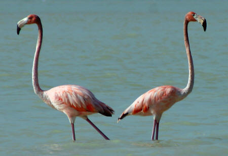 Celestun Biospere Yucatan Mexico - Flamingoes and other Birds Photography by Bill Bell