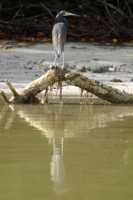 Celestun Biospere Yucatan Mexico - Flamingoes and other Birds Photography by Bill Bell