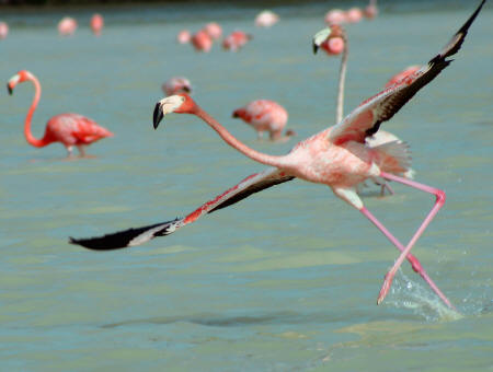 Celestun Biospere Yucatan Mexico - Flamingoes and other Birds Photography by Bill Bell