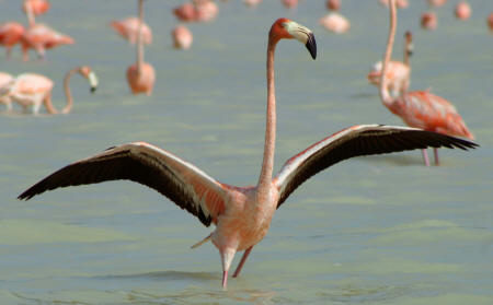 Celestun Biospere Yucatan Mexico - Flamingoes and other Birds Photography by Bill Bell