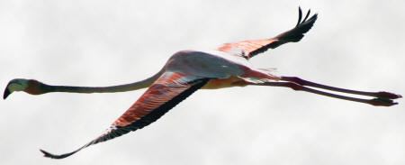Celestun Biospere Yucatan Mexico - Flamingoes and other Birds Photography by Bill Bell