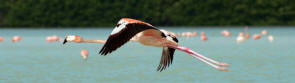 Celestun Biospere Yucatan Mexico - Flamingoes and other Birds Photography by Bill Bell