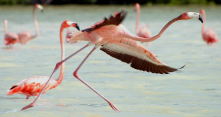 Celestun Biospere Yucatan Mexico - Flamingoes and other Birds Photography by Bill Bell
