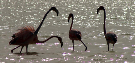 Celestun Biospere Yucatan Mexico - Flamingoes and other Birds Photography by Bill Bell