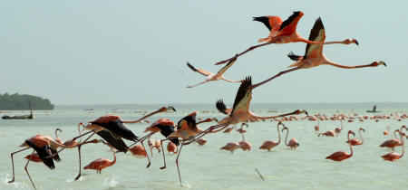 Celestun Biospere Yucatan Mexico - Flamingoes and other Birds Photography by Bill Bell