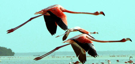 Celestun Biospere Yucatan Mexico - Flamingoes and other Birds Photography by Bill Bell